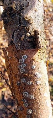 Enfermedades de la madera en frutales